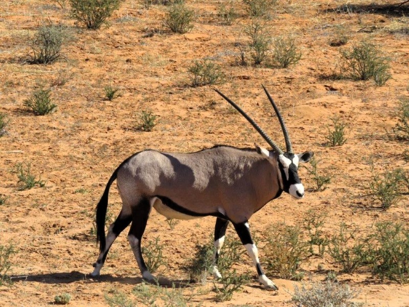 kgalagadi